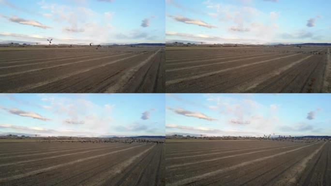 鹅群在农村粮田和在科罗拉多州西部的户外飞行中觅食
