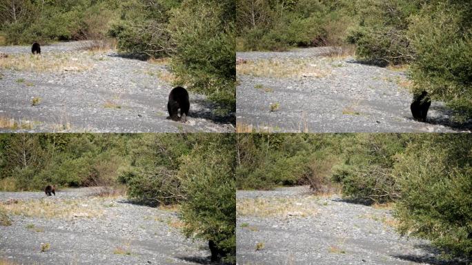棕熊黑熊觅食追逐
