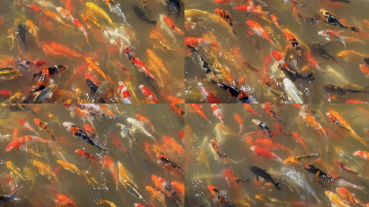 五颜六色的锦鲤鱼在池塘水中游泳和吃东西。屋内养鱼放松的概念。
