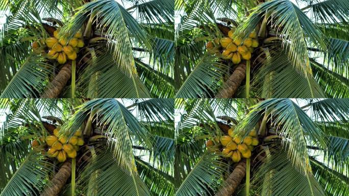 哥斯达黎加: 椰子树特写