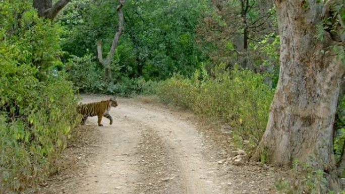 老虎走在森林路上