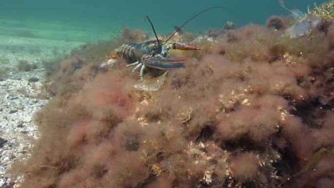 美国龙虾鳌虾海鲜生物多样性海底世界