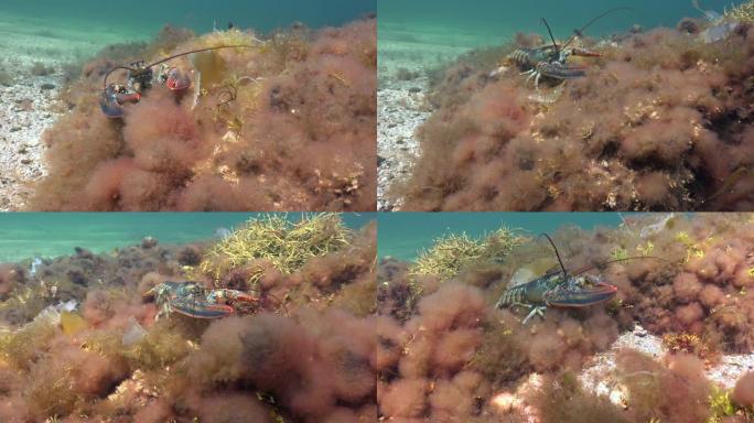 美国龙虾鳌虾海鲜生物多样性海底世界