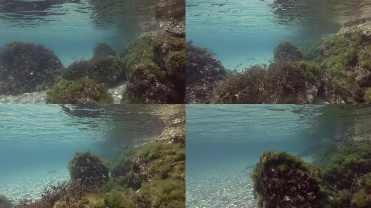 大量的鱼苗在水面下游过被藻类覆盖的岩石礁