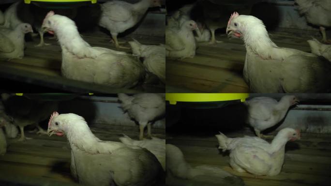 鸡蛋工厂种植农业家禽养鸡场。家禽养殖场的鸡肉 (25天大)。谷仓里的农场鸡，用自动喂食器吃饭。虐待动
