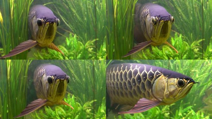 金龙鱼是一种淡水鱼，生活在亚马逊河流域。受欢迎的水族馆鱼。