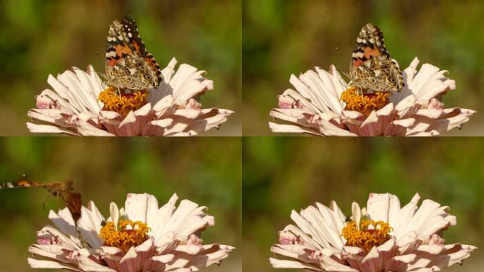 蝴蝶在阳光明媚的夏日入侵虫到来后起飞