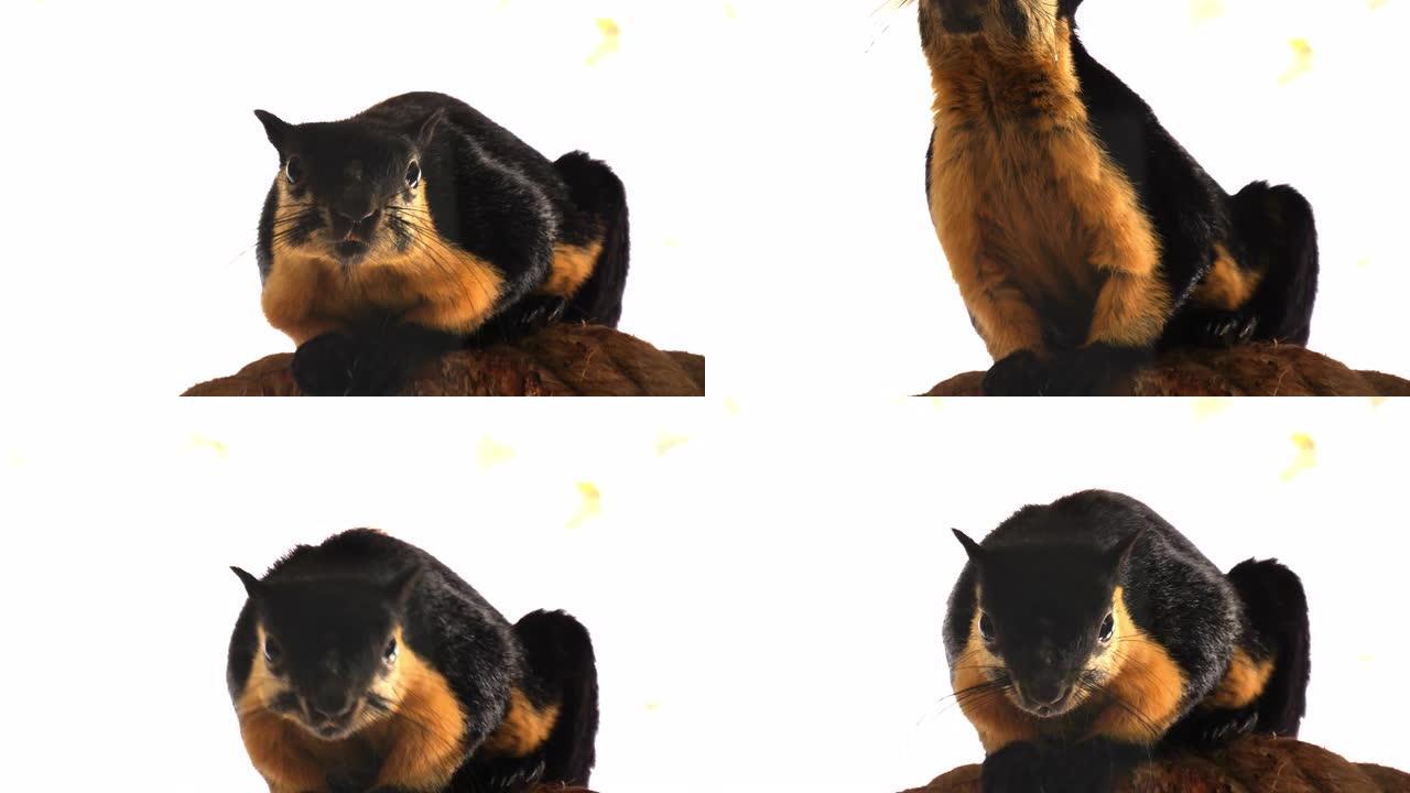 黑色巨型松鼠/ratufa双色看着相机，录像。