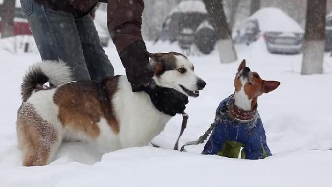 慢动作。降雪期间，两只家犬在雪中嬉戏。