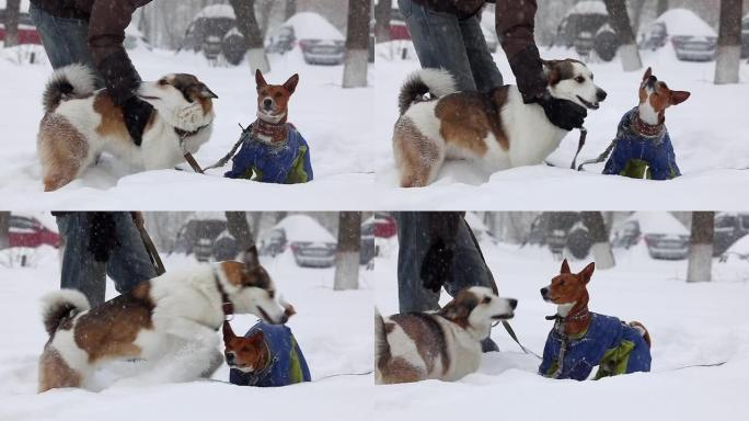 慢动作。降雪期间，两只家犬在雪中嬉戏。