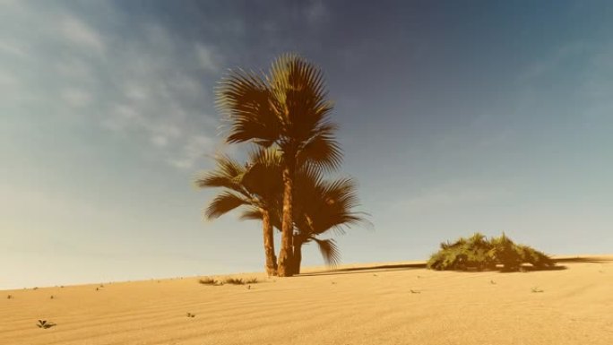 沙漠景观沙漠景观植物仙人掌