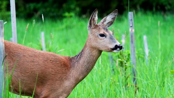 绿色草地上的雌ro。自然界中的野生ro，Capreolus capreolus。