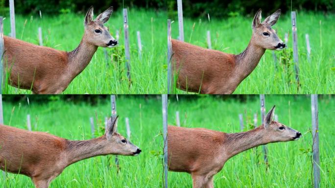 绿色草地上的雌ro。自然界中的野生ro，Capreolus capreolus。