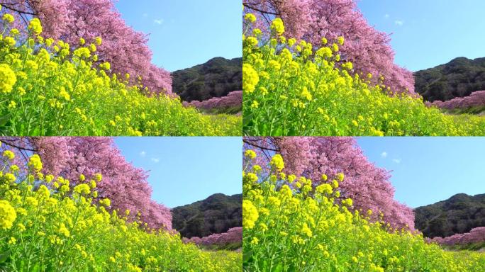 下加莫河岸上有卡诺拉花的河津樱花树