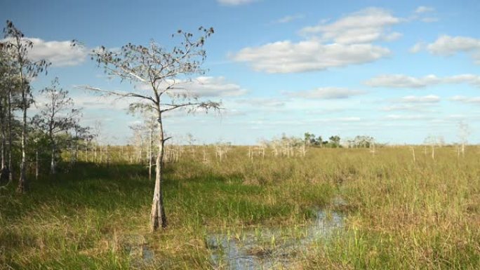 美国大沼泽地国家公园草河中生长的矮柏树视频