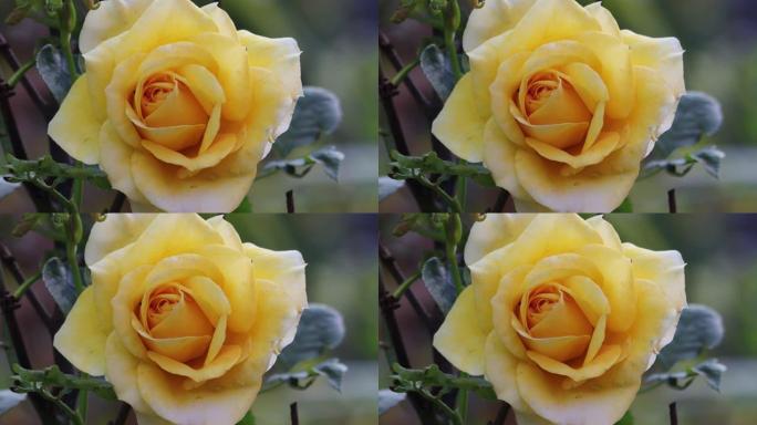玫瑰金色庆典灌木。盛开的玫瑰花开放，特写