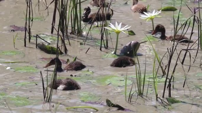 小鸭在沼泽水中玩耍