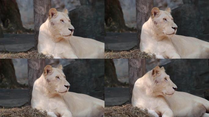 一只美丽的雌性白狮子躺在木制平台上，在森林中，她的蓝眼睛看起来很坚强。