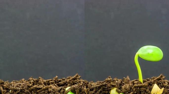 从黑色背景上的豆芽中生长的酸性大豆的4k垂直延时的地下和地面视图。甘氨酸最大生长。9:16比例的垂直