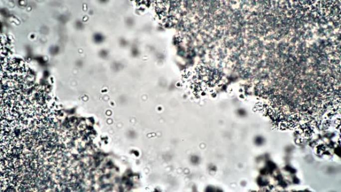 显微镜下乳品发酵剂中乳酸菌流的走廊