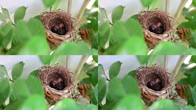 新生的鸟在巢里等待妈妈进食。幼鸟睡在树上，需要一些食物
