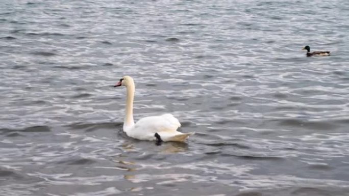 山中湖白天鹅的4k视频