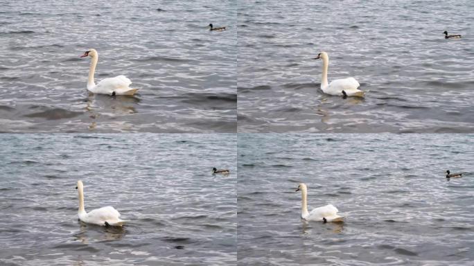 山中湖白天鹅的4k视频