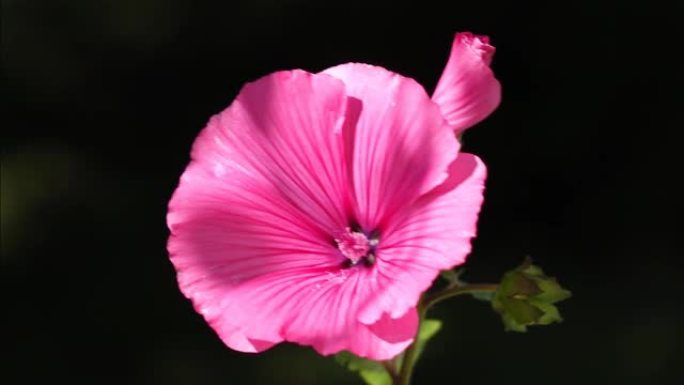 罗莎·马洛特写展示花朵花瓣红花粉花