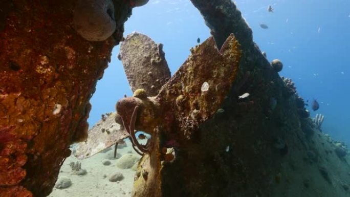 库拉索岛周围加勒比海珊瑚礁的沉船 “黑沙残骸”