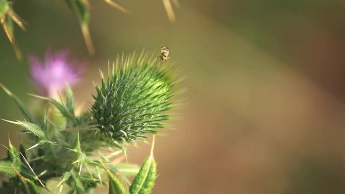 开花长矛蓟开花长矛蓟