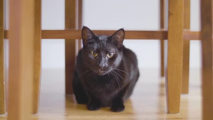 警报黑猫从椅子下面看