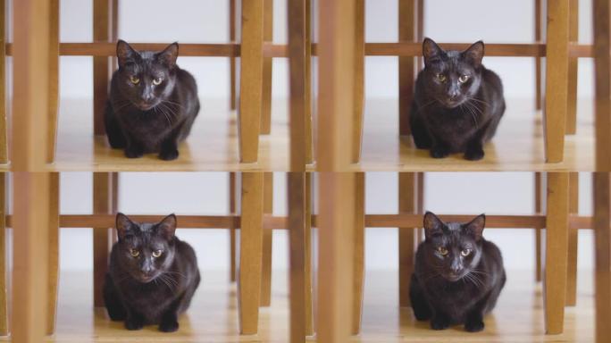 警报黑猫从椅子下面看