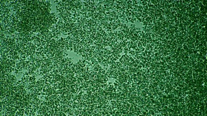 显微镜下细菌和棍子的彩色微观背景