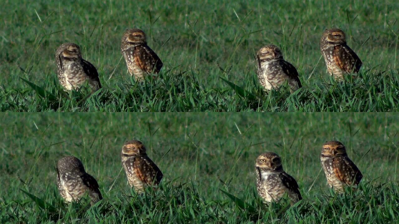 地面上的一对穴居猫头鹰 (Athene cunicularia)。