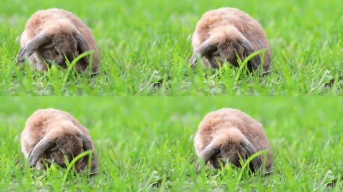垂耳兔在草坪上跳跃，咀嚼草。矮兔在日落时繁殖公羊。夏日。兔子在自然栖息地。