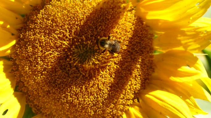 从向日葵中心摄食的大蜜蜂被阳光照亮