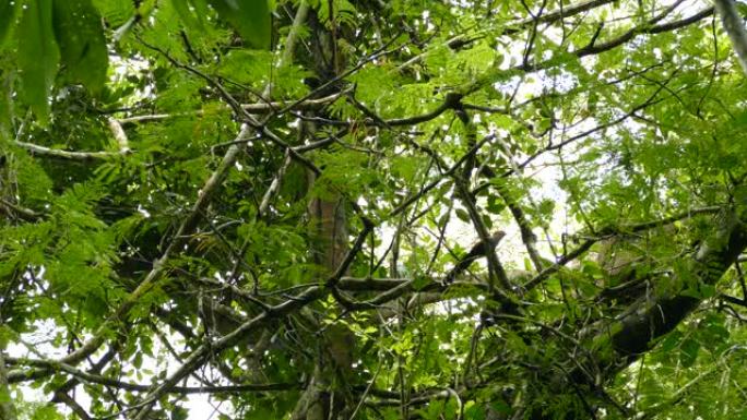 巴拿马树顶上的拉奇异国布谷鸟的双重扩展镜头