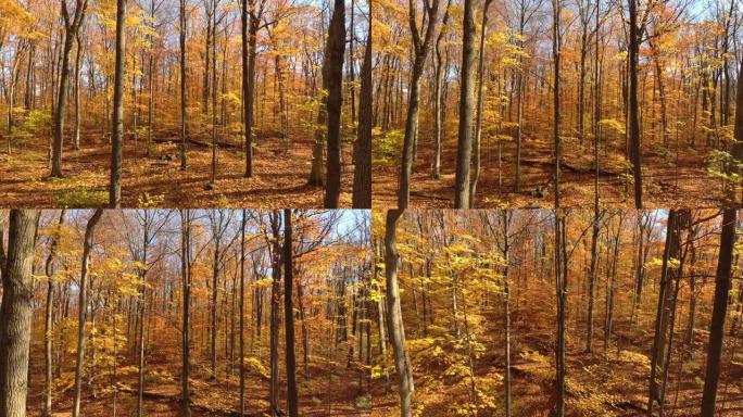 秋天美丽的森林由无人机飞起来，几片叶子掉下来拍摄
