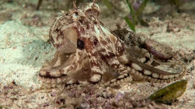 小章鱼特写海洋生物海鱼八爪鱼深海水底