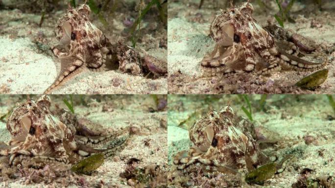 小章鱼特写海洋生物海鱼八爪鱼深海水底