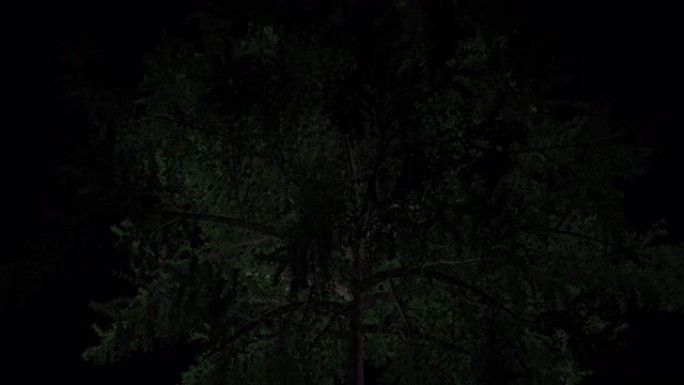 晚上，聚光灯照耀着一棵孤独的树的树枝，突出了它旋转360度时的所有阴影-无缝循环