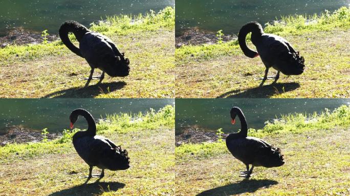 黑天鹅饲料和在水中移动的4k视频在湖中游泳