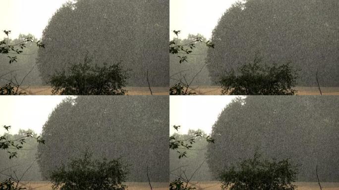 仲夏景观和晴朗的雨滴