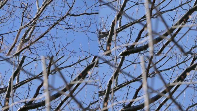 黑色喉绿莺栖息在蓝天上的树冠顶部