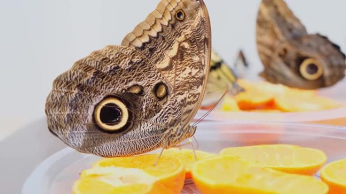 棕色大蝴蝶在柑橘类水果上喝花蜜。橘子上的蝴蝶。特写