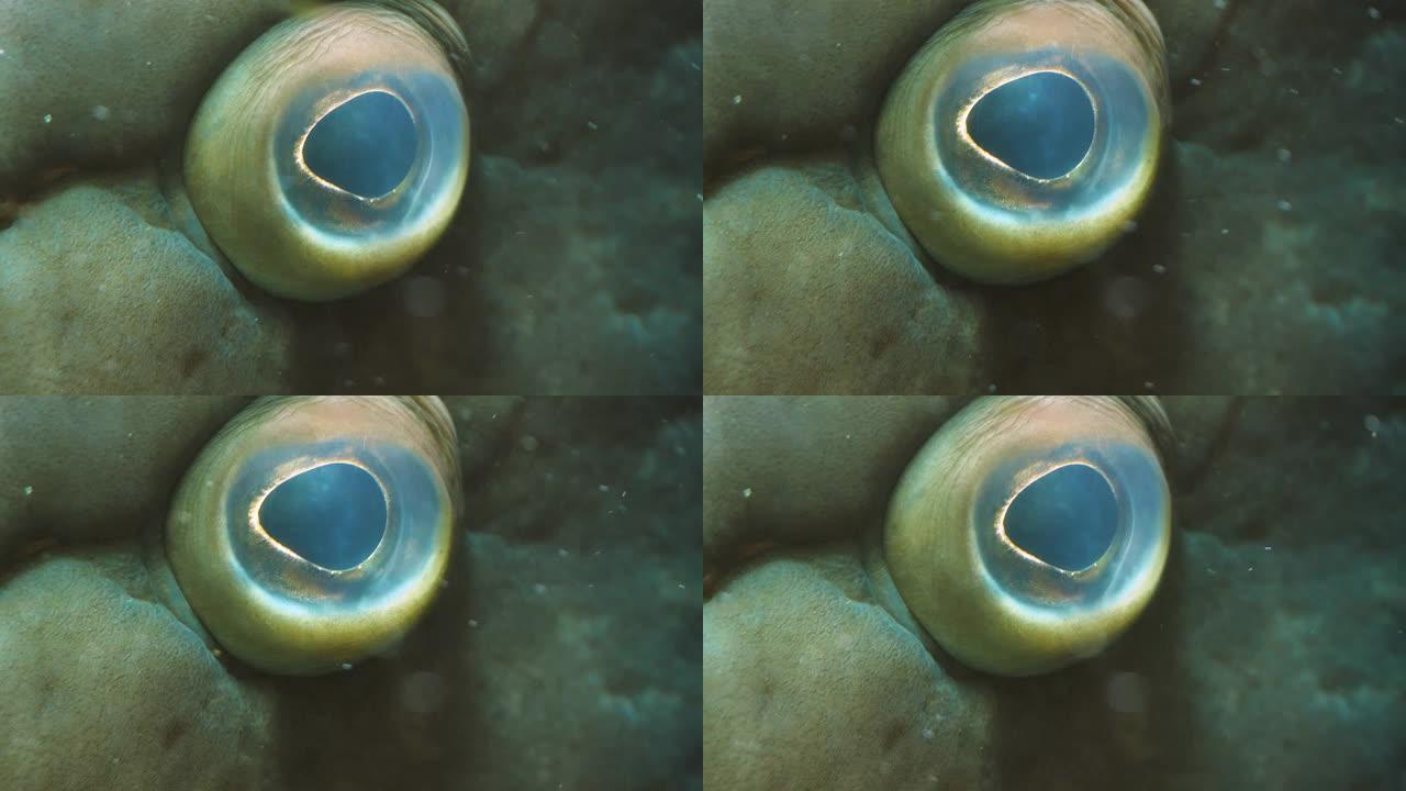 鱼石斑鱼眼的特写