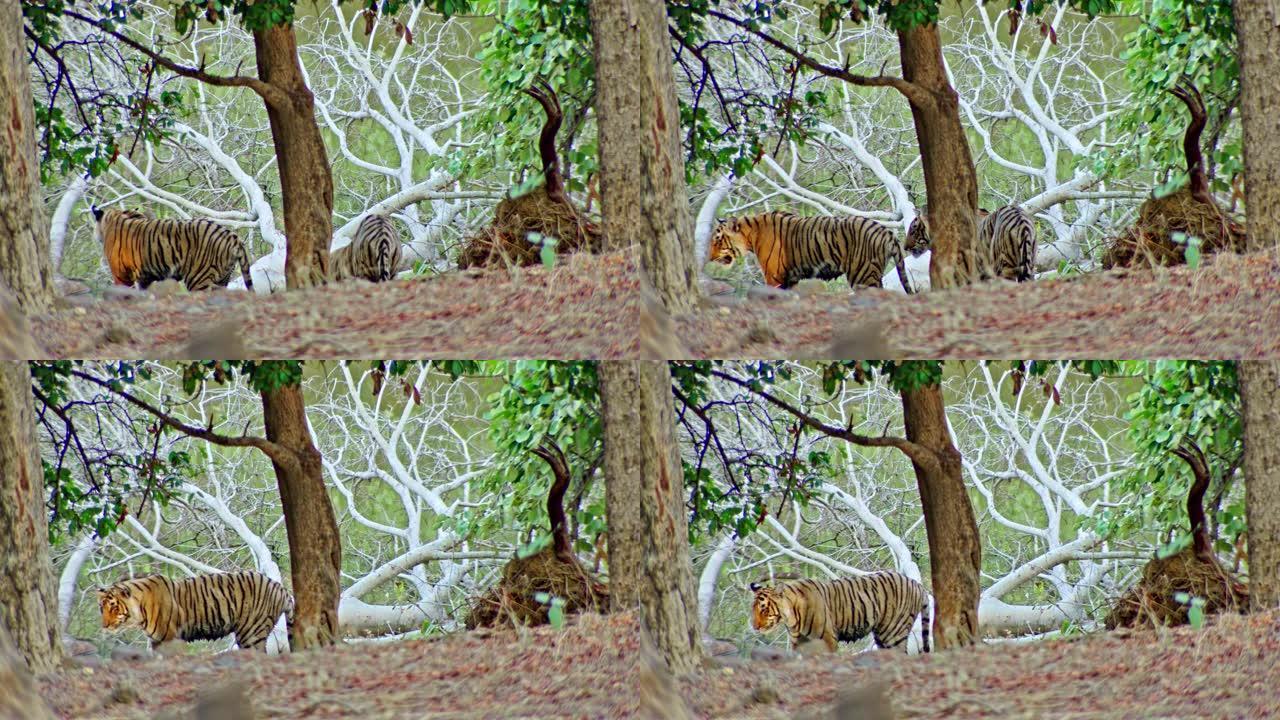 树干上的两只亚成年老虎