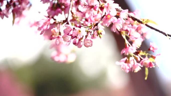 模糊背景下的樱花或樱花上的慢动作平移5