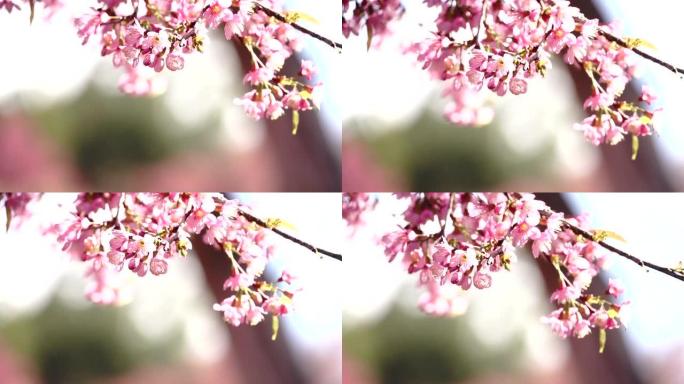 模糊背景下的樱花或樱花上的慢动作平移5