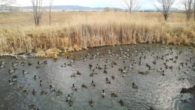 鸭子在科罗拉多州西部的乡村池塘里觅食和游泳
